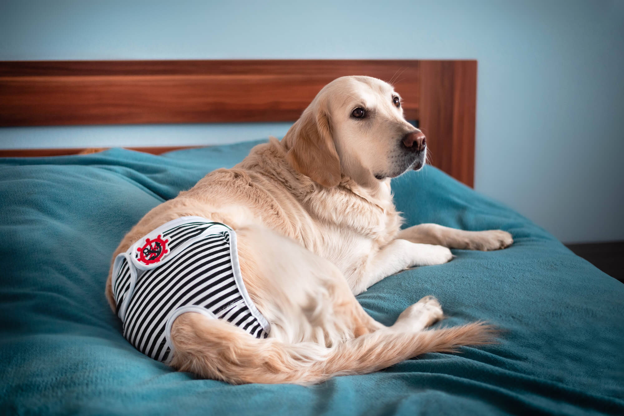 Marine černo-bílé látkové hárací kalhotky pro psa
