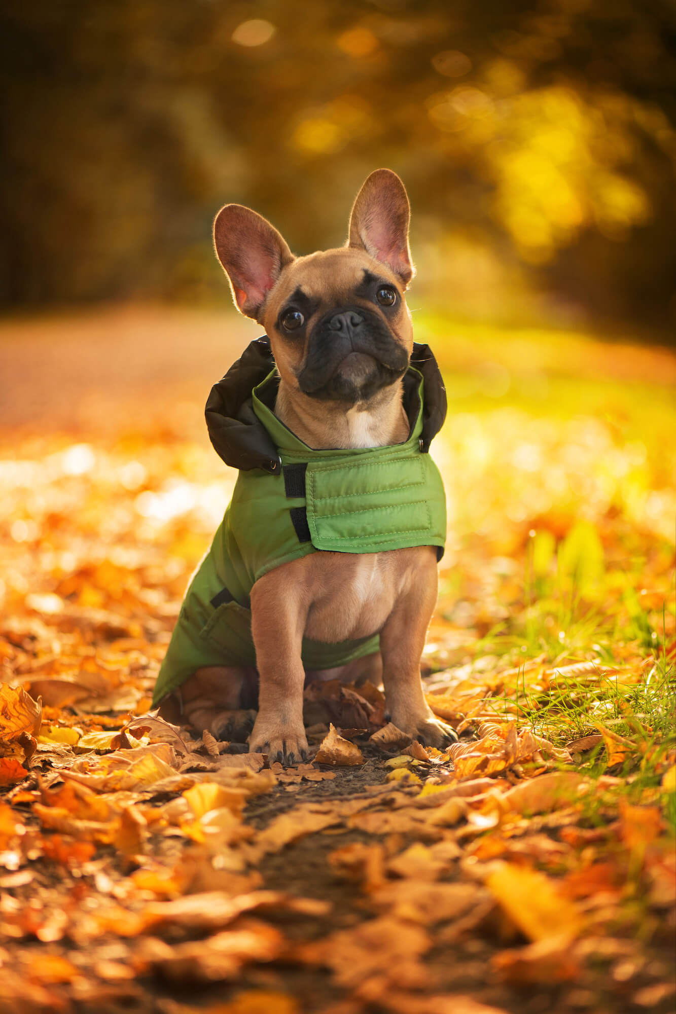 Autumn pláštěnka pro psa - pláštěnky pro psy - vsepropejska.cz