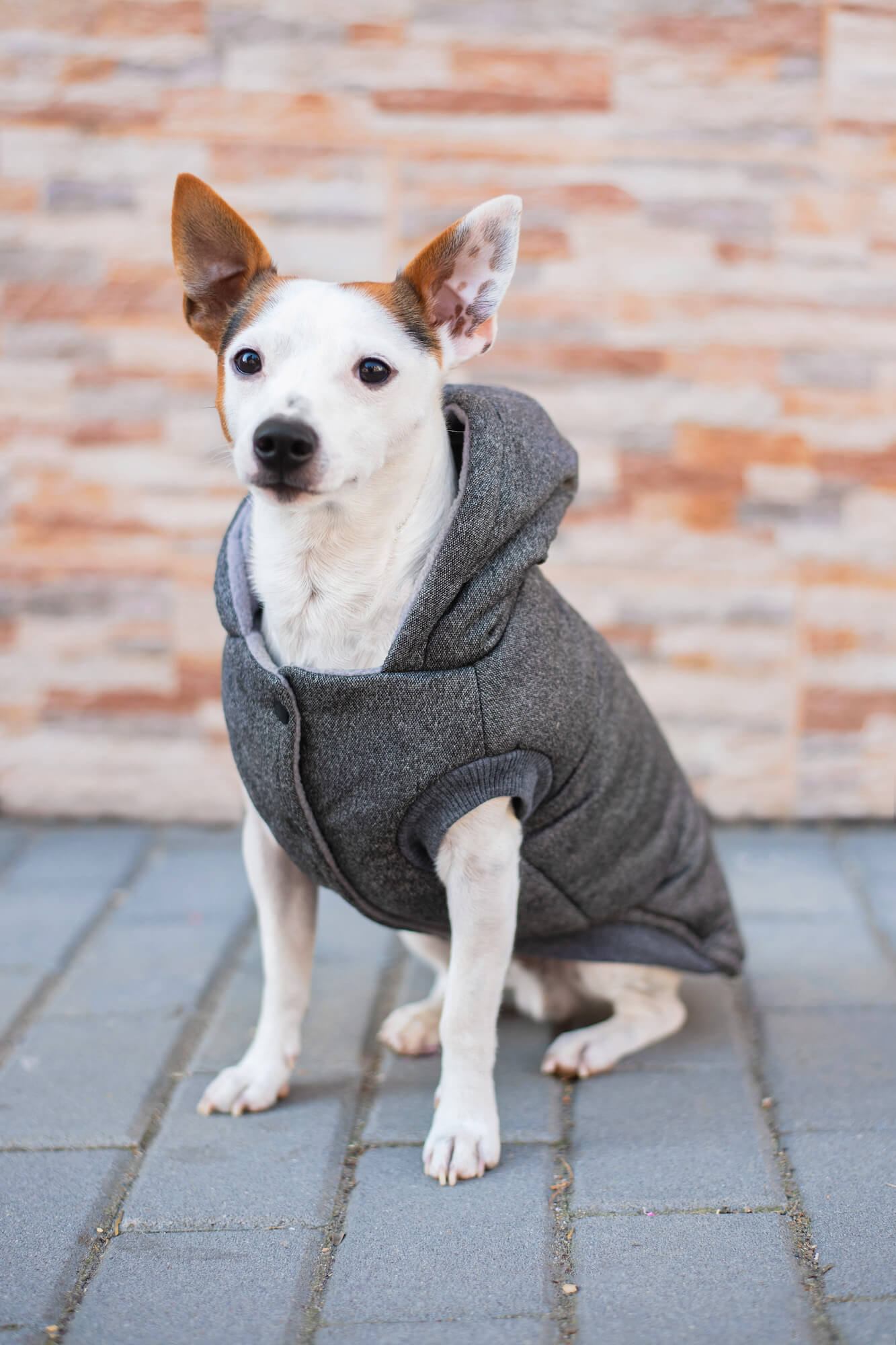 Mix zimní bunda pro psa - vsepropejska.cz