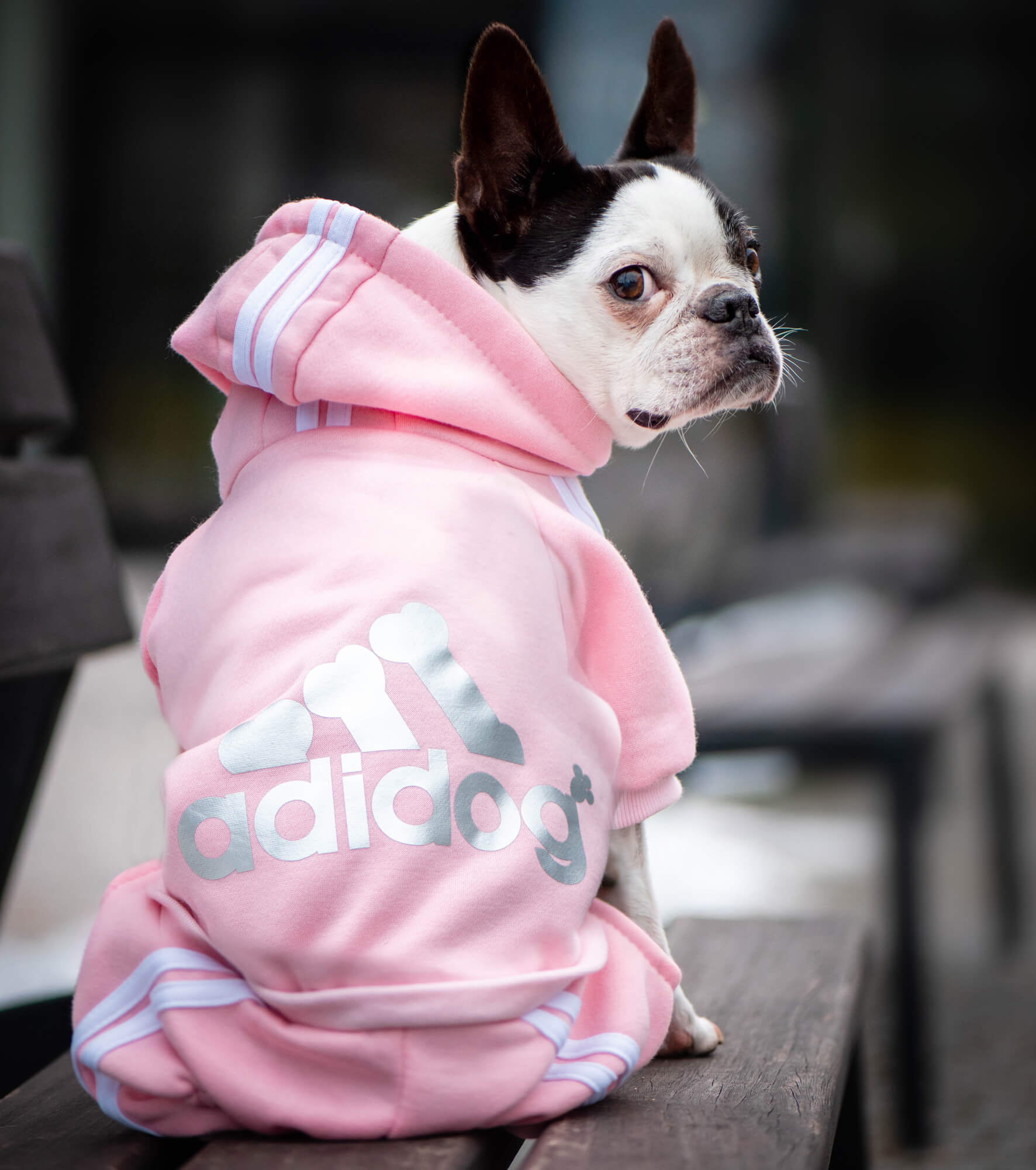 Adidog růžová kombinéza pro psa - vsepropejska.cz