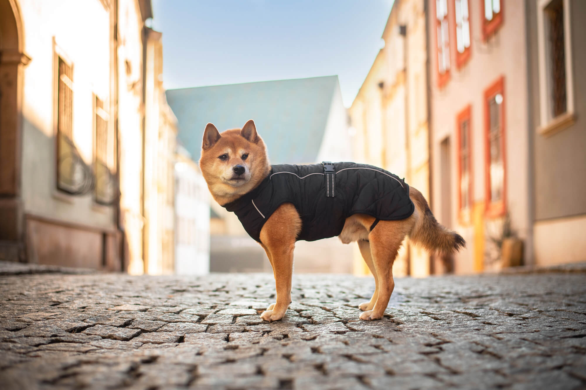 Pet&Posh outdoorová bunda pro psa - bundy pro psy - vsepropejska.cz