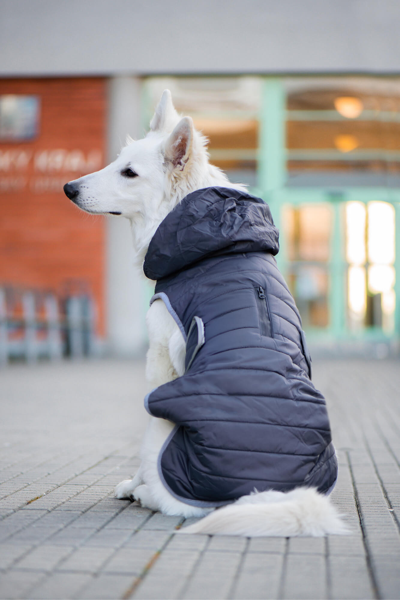 Yogi zimní bunda pro psa - zimní bunda pro psy - vsepropejska.cz