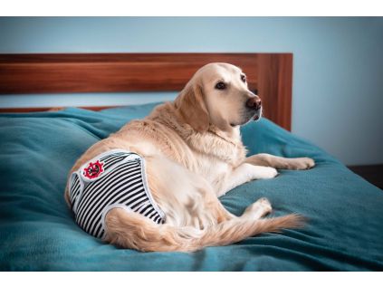 Marine černo-bílé látkové hárací kalhotky pro psa