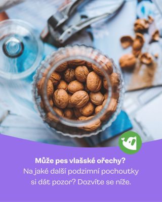 🍂 Podzim láká k procházkám i dobrotám, ale ne všechny pochoutky jsou pro pejsky bezpečné. 🥜 Vlašské ořechy – mohou být...