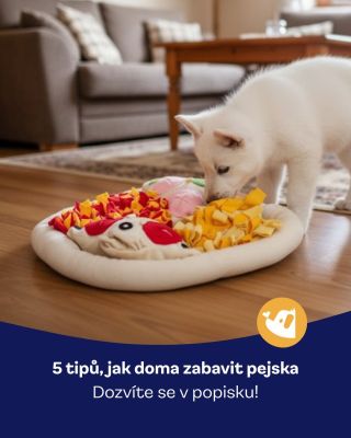 Dny se krátí, venku tma… a pejsek má pořád plno energie? 🐶💡 Máme pro vás 5 tipů, jak ho doma zabavit a ušetřit si nervy i...